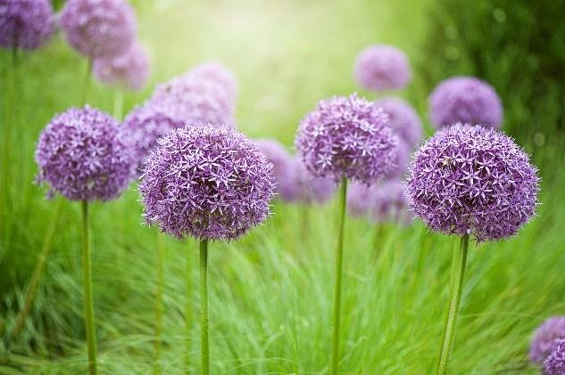 Purple flowers for April - Month of the Military Child